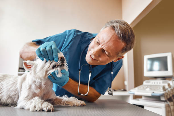 , NJ Emergency Dental Service Company